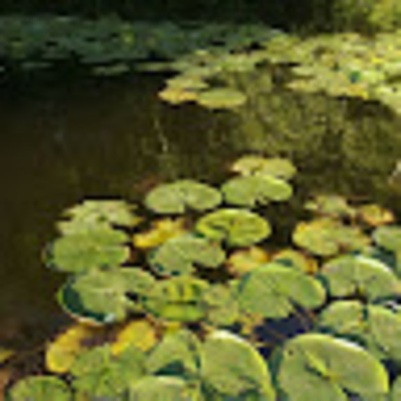 Meet your Posher, Chloe - Picture 1 of 1